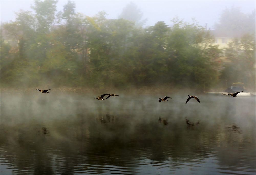 Geeese flying over Deep Creek Lake
