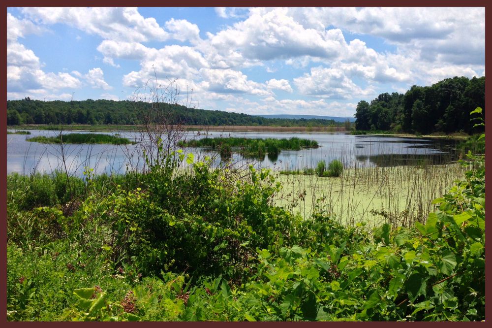 Great swamp at Stewart State Forest