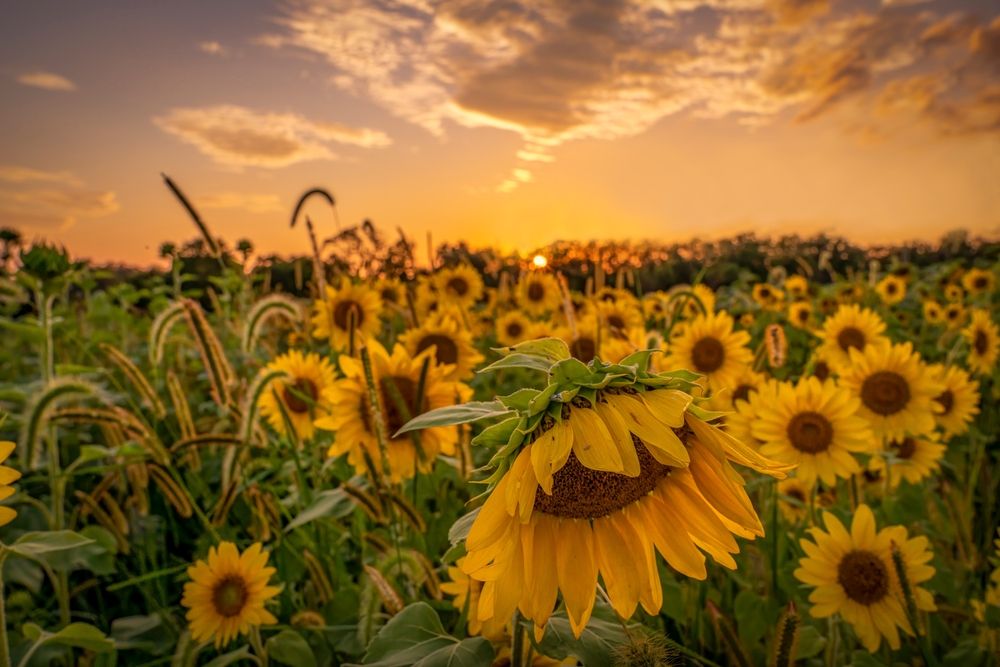 Gorgeous sunflowers at Cottell Park