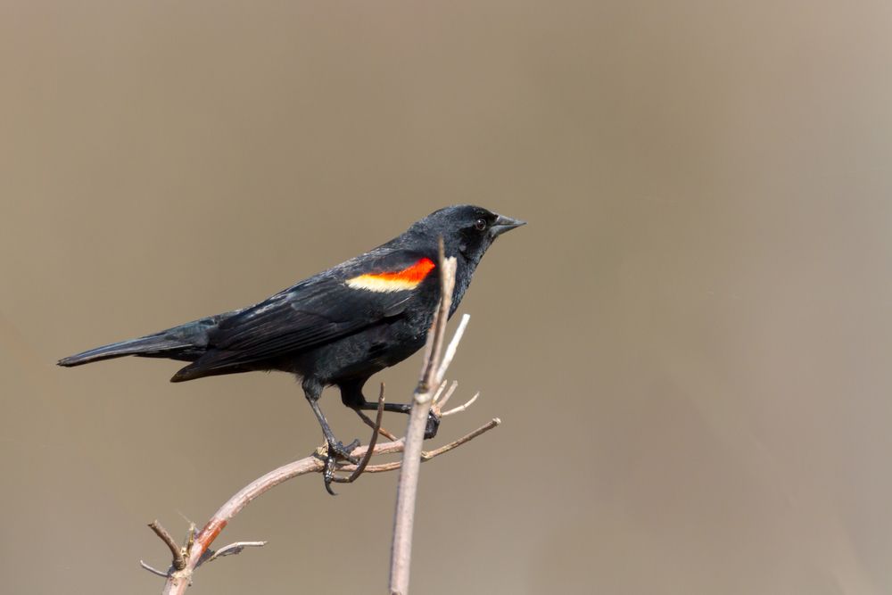 A bird at Killbuck Marsh Wildlife Area