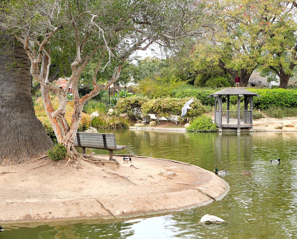 A bench near a pond at Santa Barbara Botanic Garden