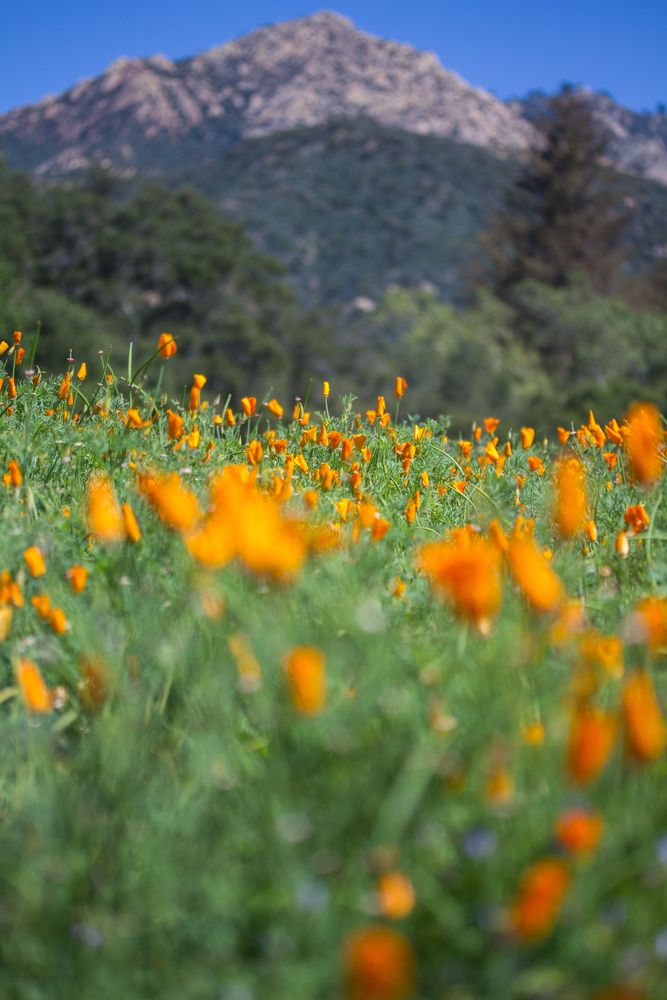 Orange flowers of Santa Barbara Botanic Garden