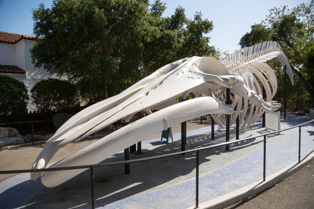 A whale skeleton at Santa Barbara Museum of Natural History