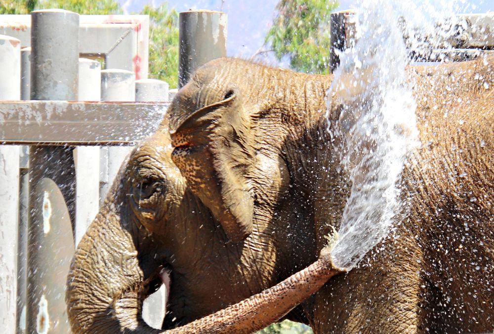 An elephant playing with water at Santa Barbara Zoo