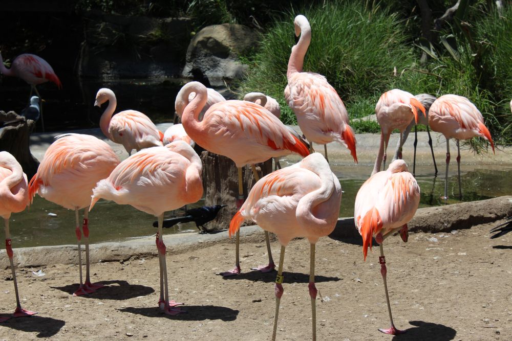 Pink flamingos at Santa Barbara Zoo