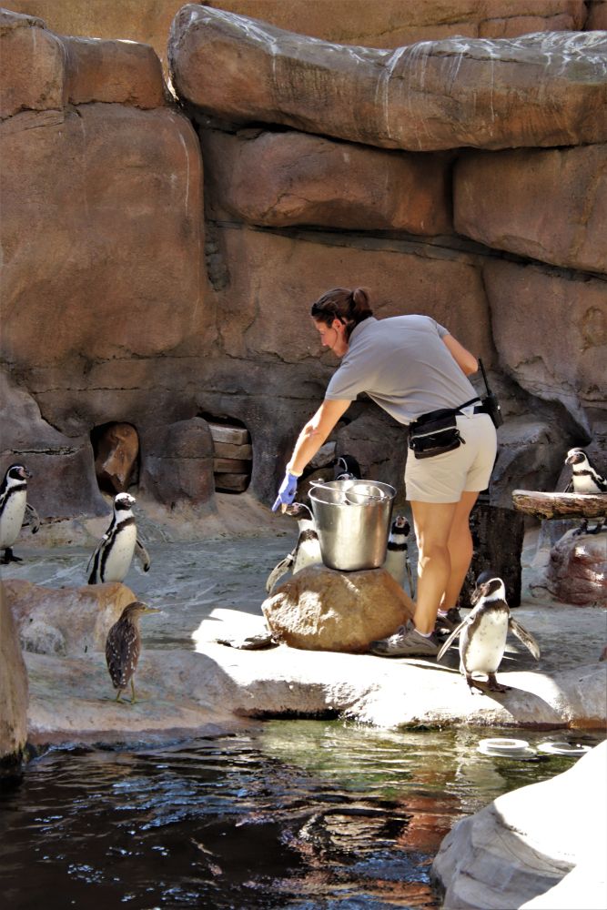 A person feeding the penguins at Santa Barbara Zoo