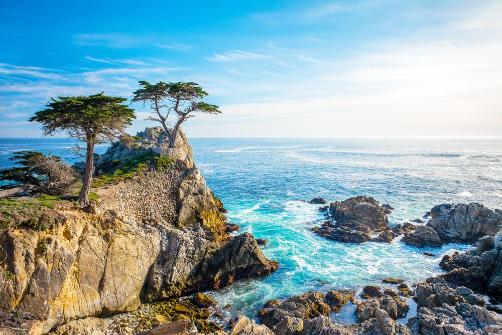 Lone cypress tree at 17-Mile Drive