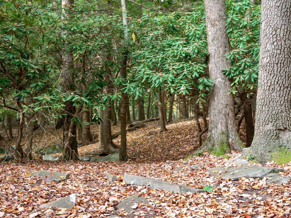 Nature trail of Coopers Rock State Forest