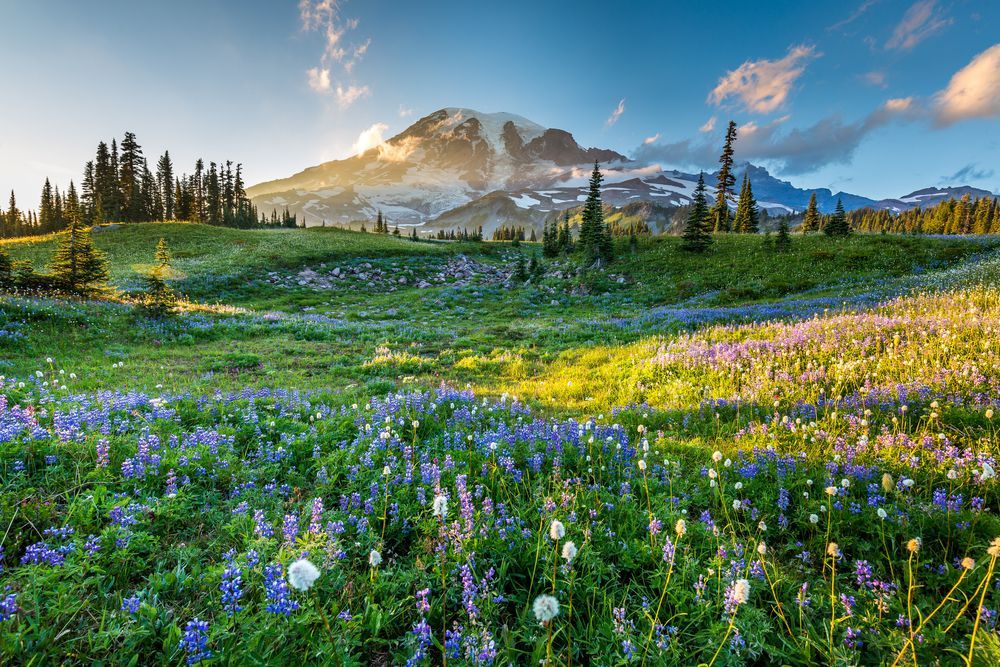 Mount Rainier