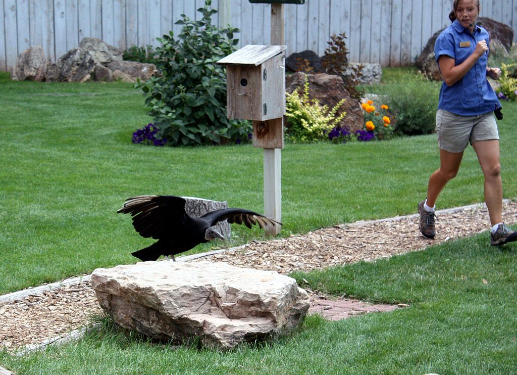 Bird show at the Reptile Gardens