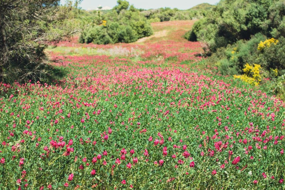 Beautiful spring flowers at Nature Parc of S'Albufera des Grau