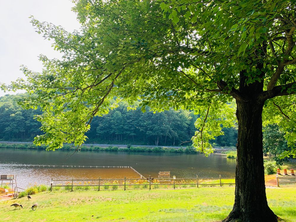 Daytime view of Leominster State Forest