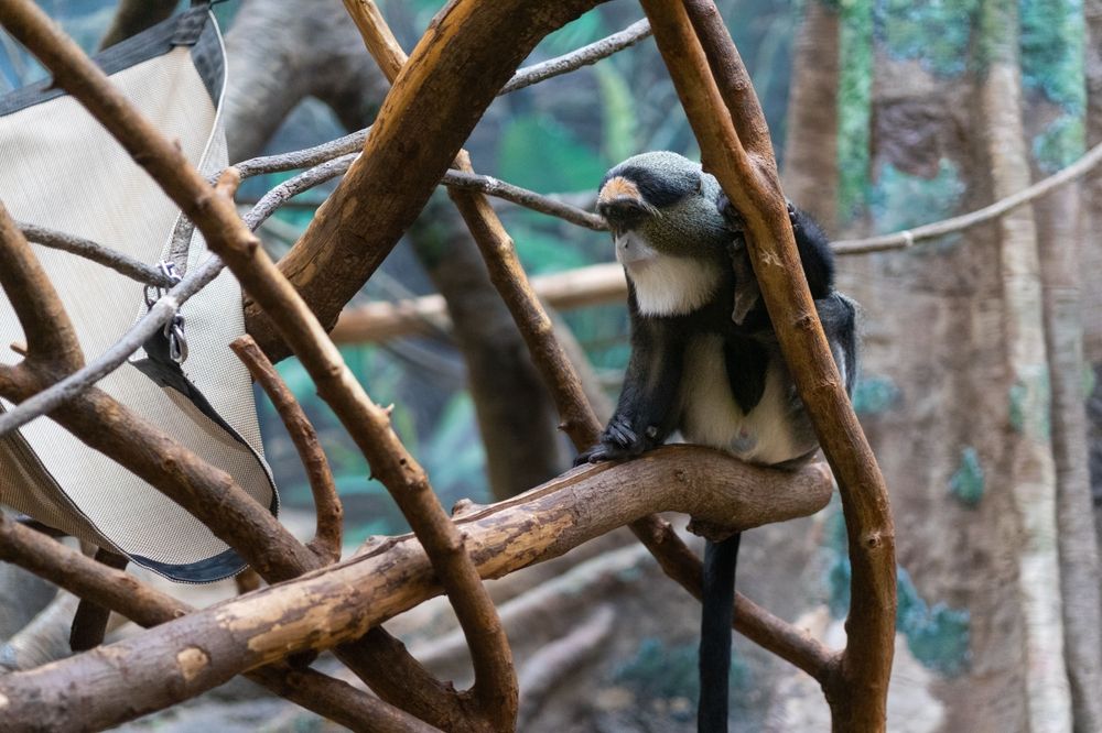 A monkey at Franklin Zoo