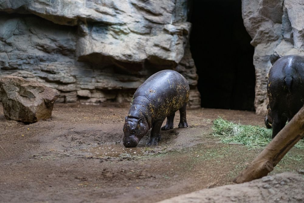 Hippos at Franklin Zoo