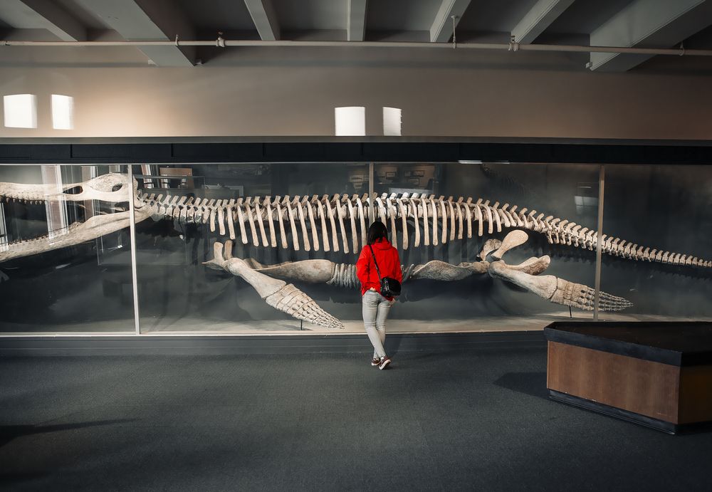 Interior of the Harvard Museum of Natural History