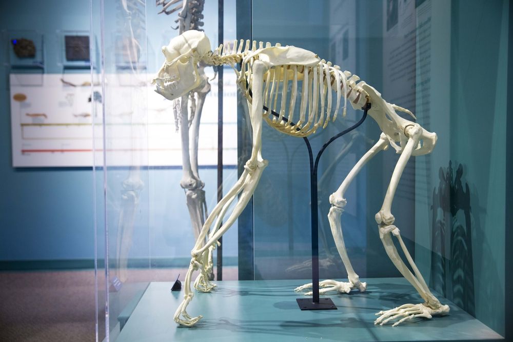 Exhibit in the Harvard Museum of Natural History