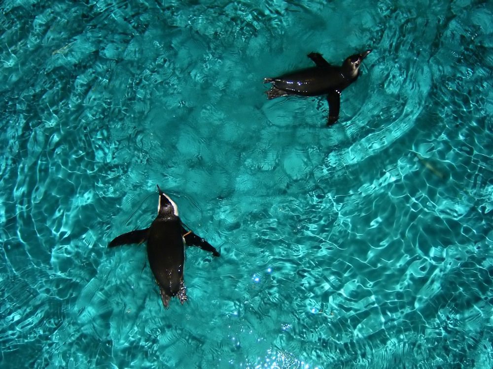 Penguins at New England Aquarium