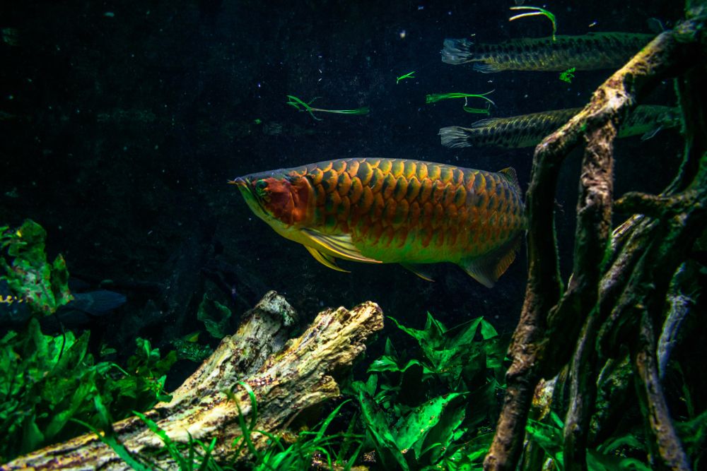 Arowana fish at the New England Aquarium