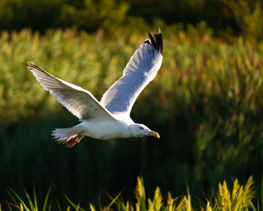 A bird flying over Parker River National Wildlife Refuge