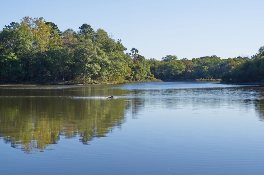 Waters at Conestee Nature Preserve
