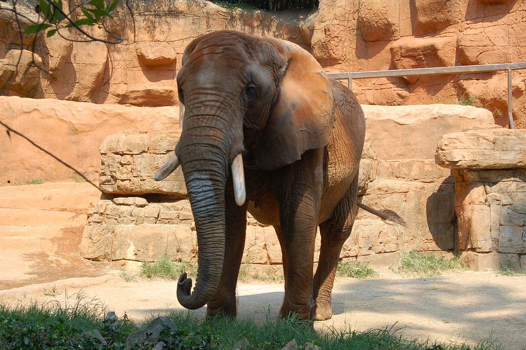 An elephant at Greenville Zoo