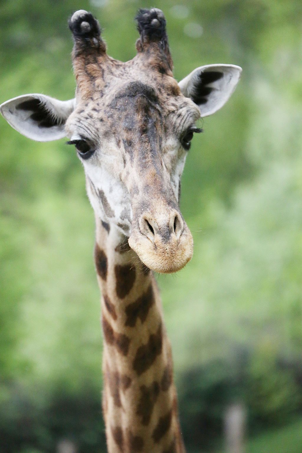 A giraffe at Greenville Zoo