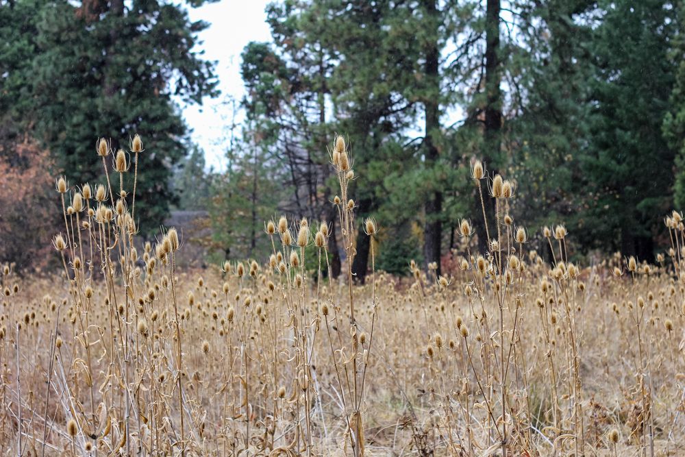 Dried flowers around the city park.