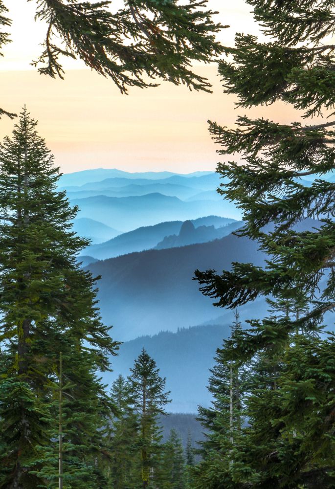 Tall, green trees in front of a mountain silhouette inside the national forest.
