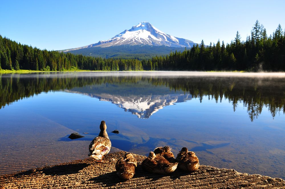 Duck family near Lake Trillium