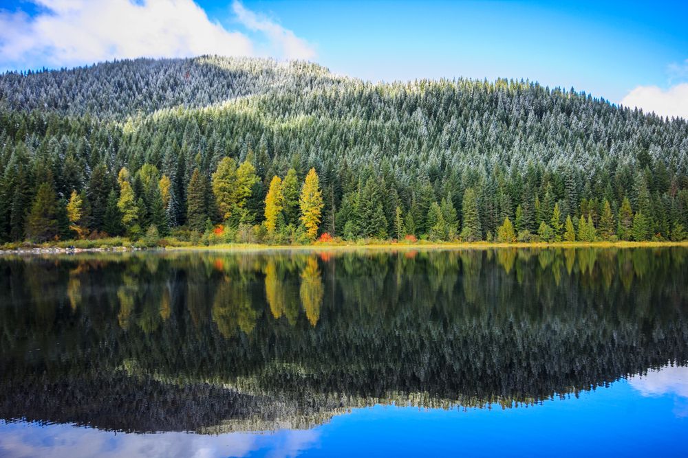 Trees reflecting on Lake Trillium