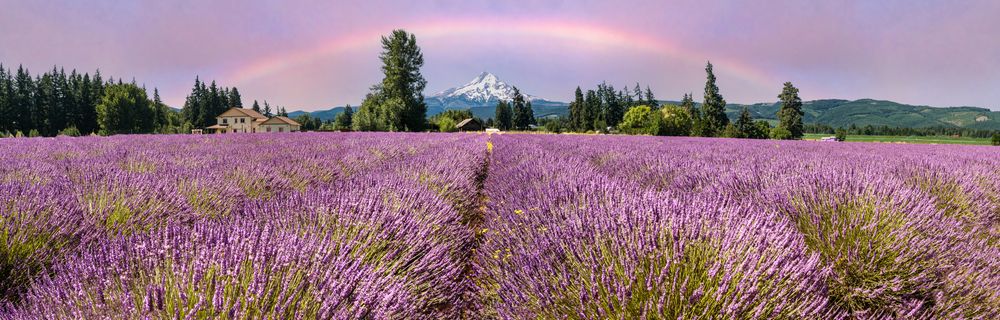 Beautiful rainbow over Lavender Valley