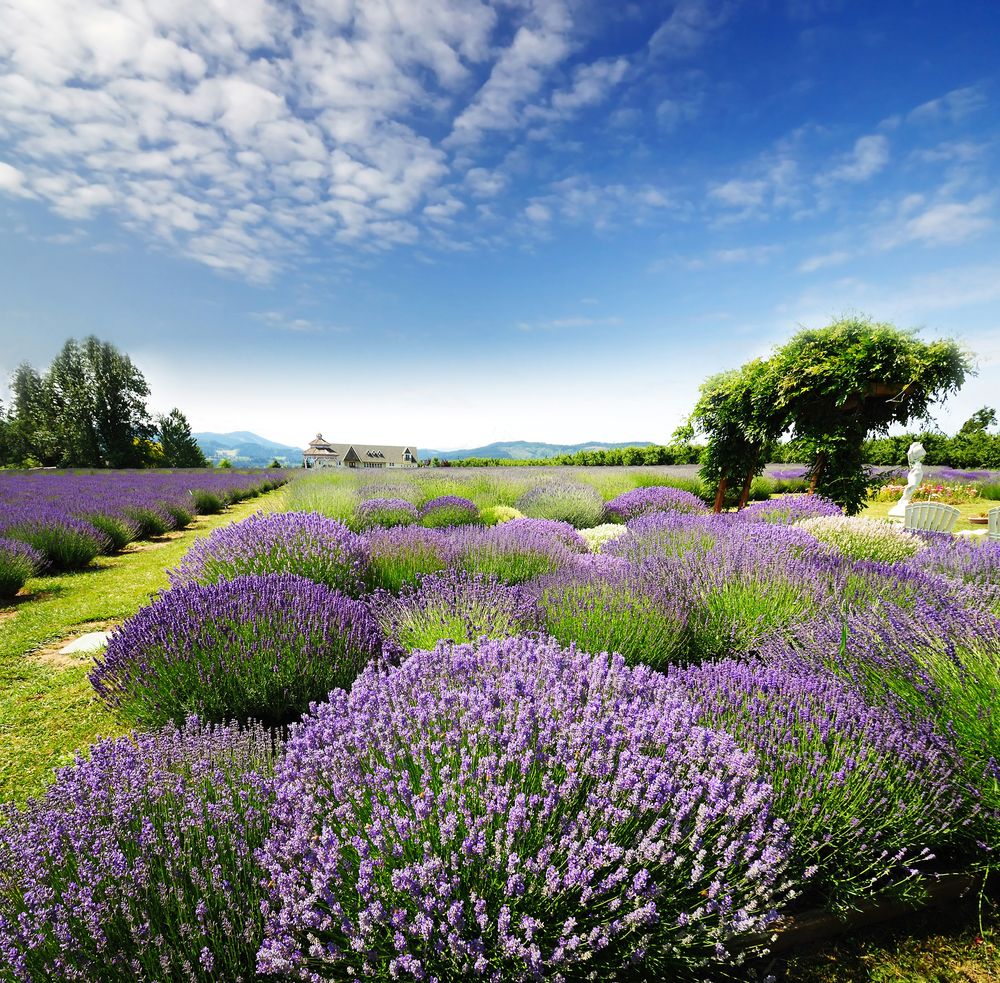 Vibrant lavender at Lavender Valley