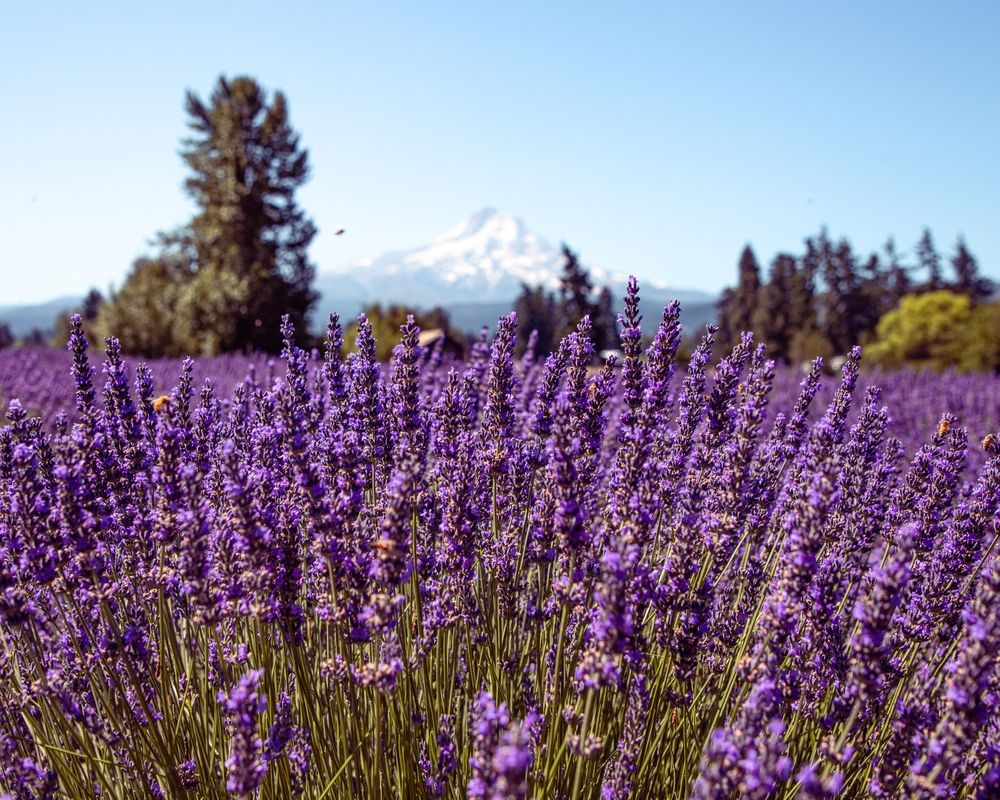 Closeup of Lavender Valley's lavender
