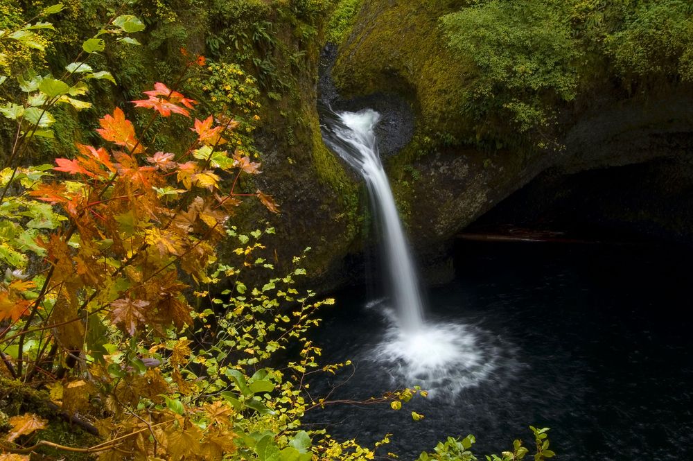 Autumn trees near Punch Bowl Falls