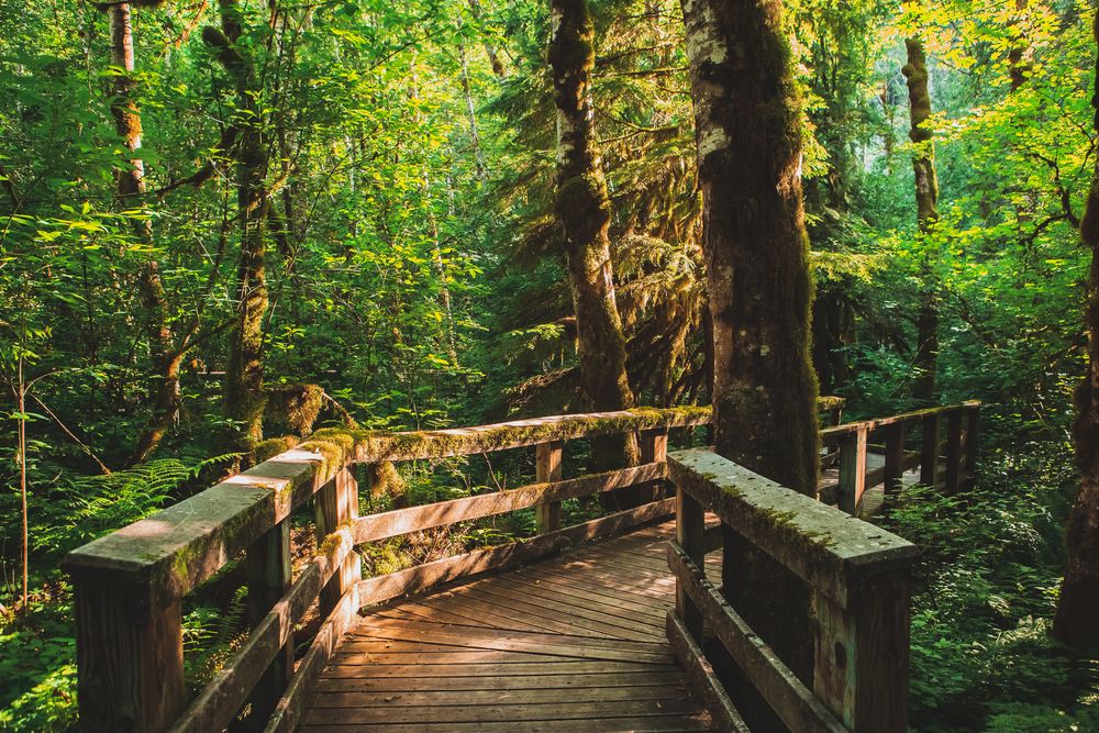 Wooden pathway in Wildwood Recreation Site