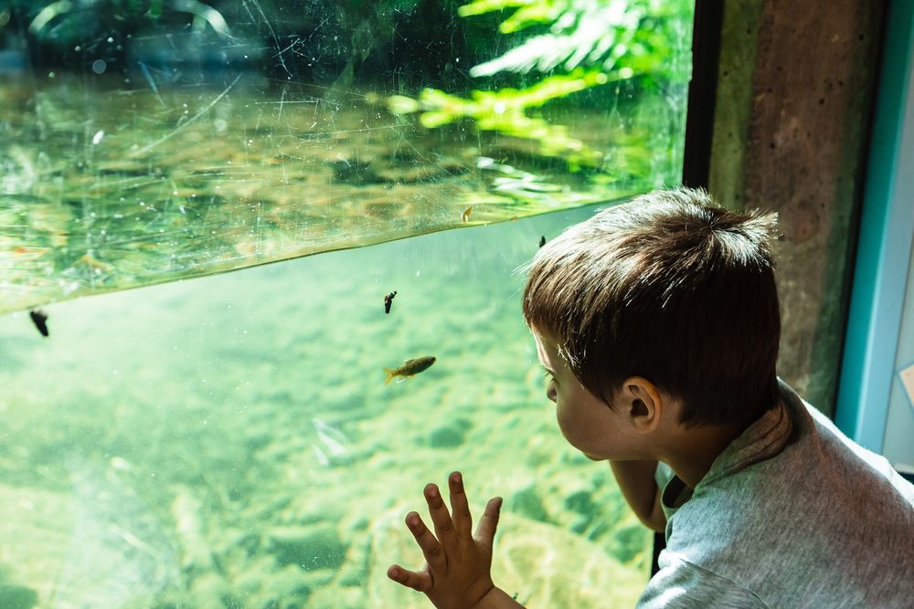 A boy looking at an aquarium in Wildwood Recreation Site