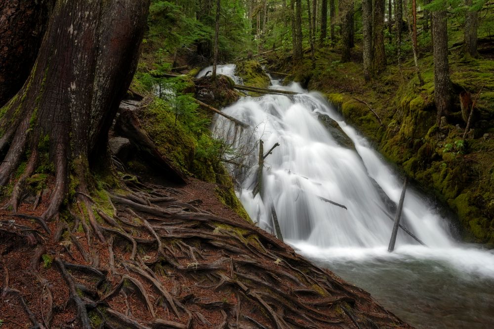 Trees beside Little Zigzag Falls