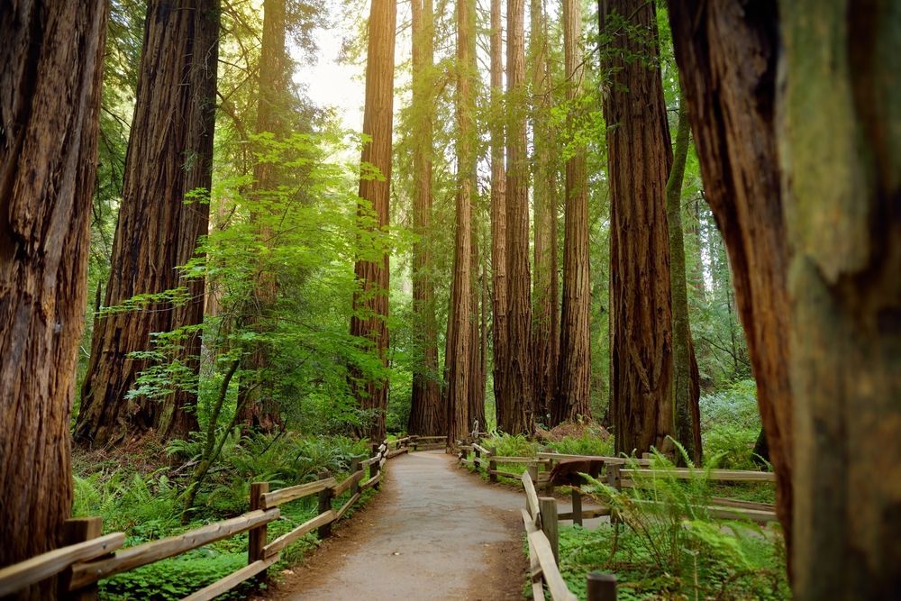 Trail at Muir Woods