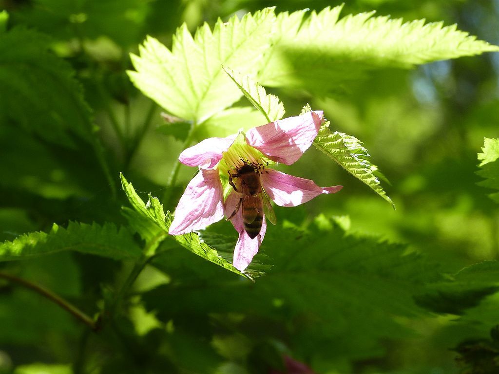 Bees collecting nector from a beautiful flower near Munson Creek Falls