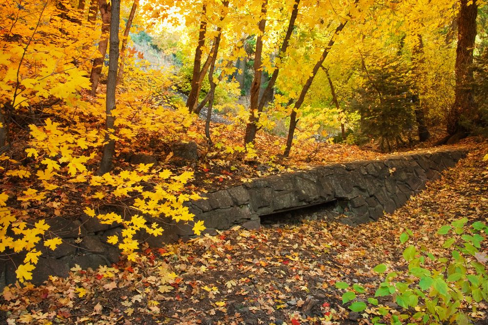 Bigtooth maple grove at Millcreek Canyon