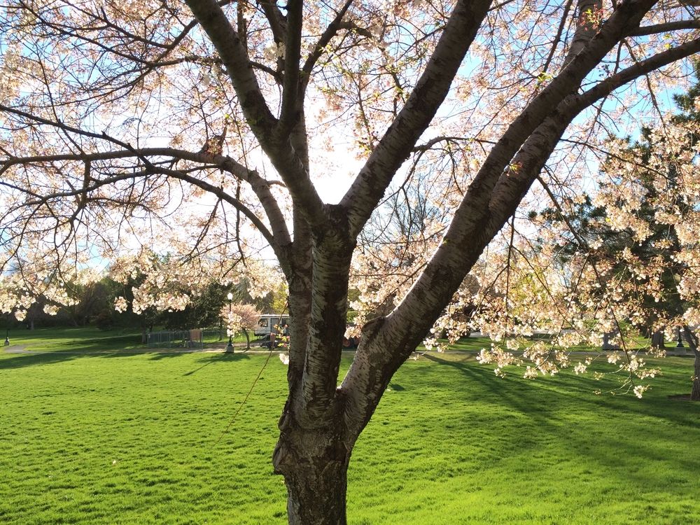 Beautiful fairy tree at Murray City Park