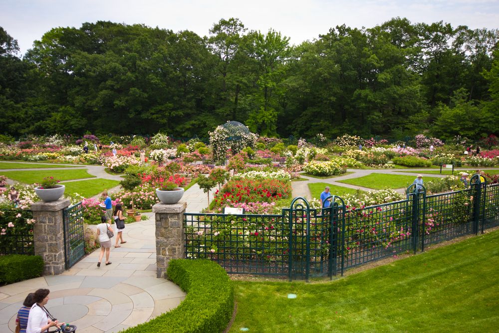 Rose garden at the New York Botanical Garden