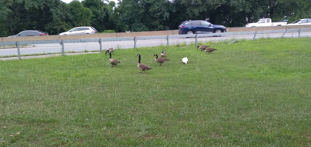Geese at Willson’s Woods Park