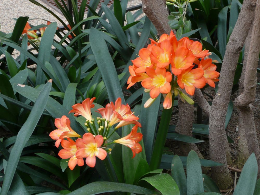 Bush lilies at Lewis Ginter Botanical Garden