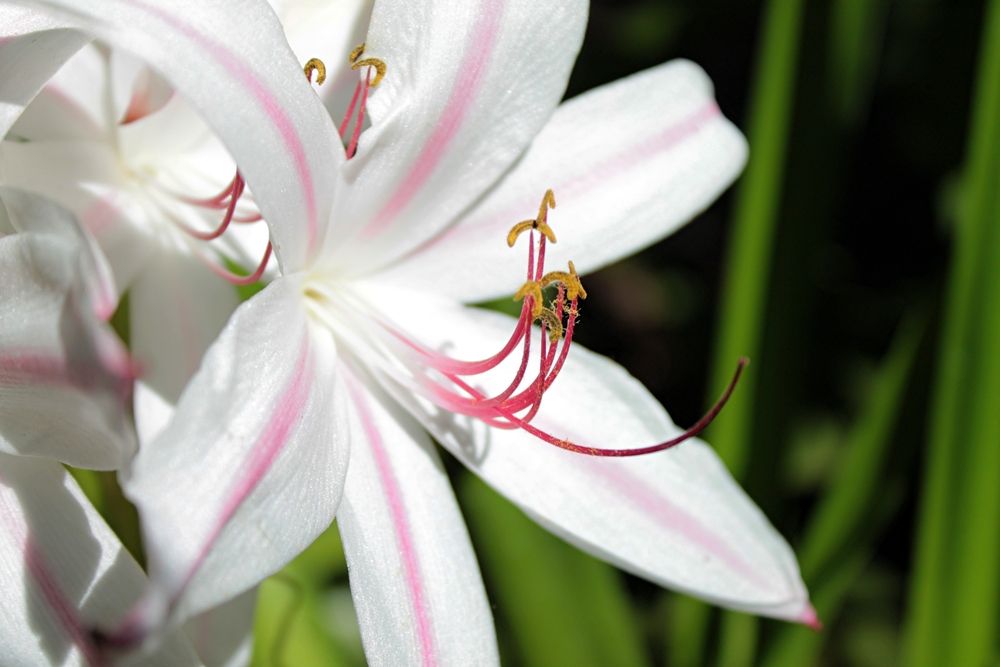 A beautiful lily at Clark Gardens