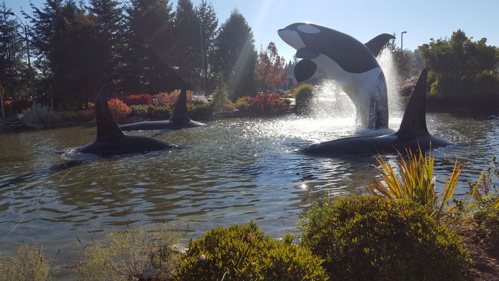 Dolphin sculptures on Tulalip Resort Casino's pond