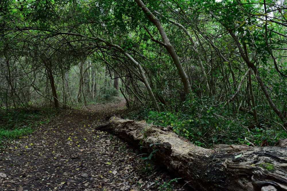 Nature trail at Myrtle Beach State Park