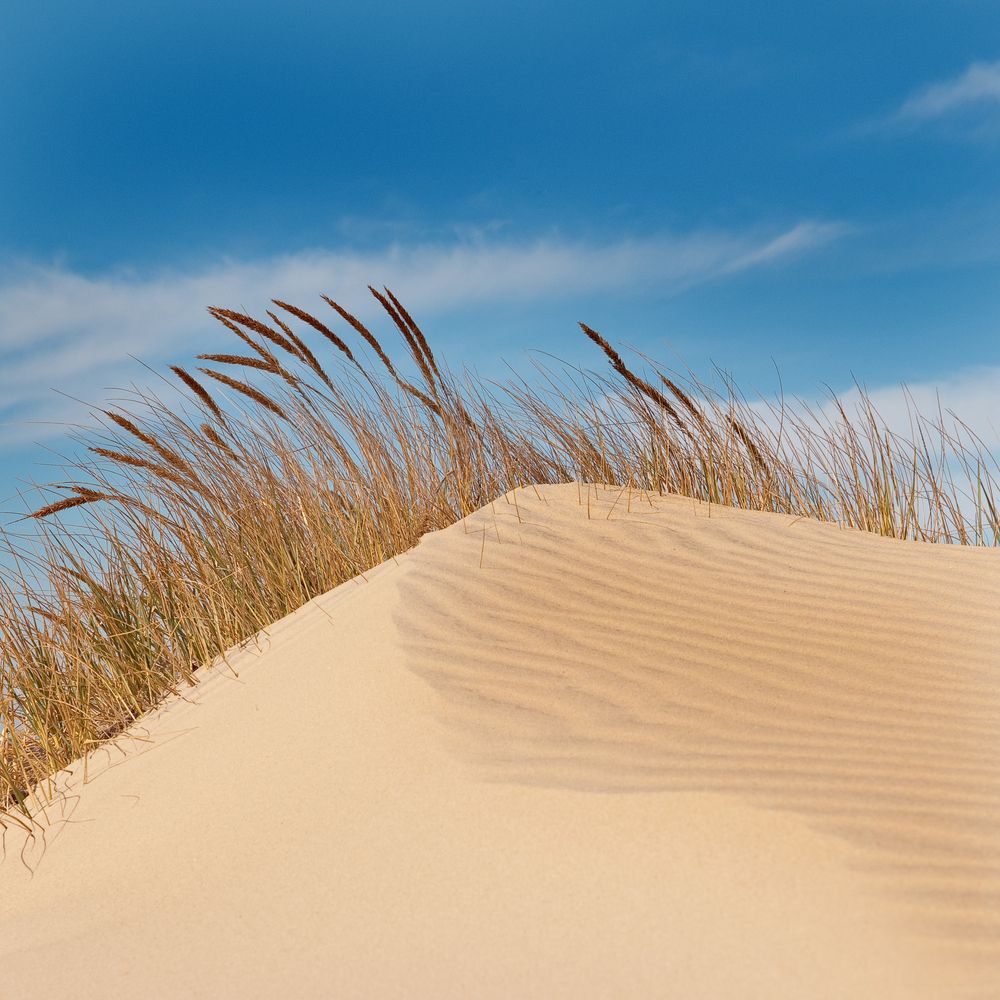 A clean sand dune at Jockey's Ridge