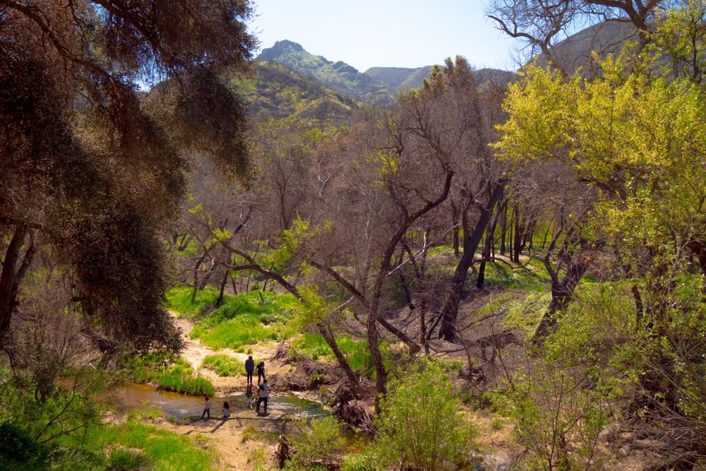 Nature at the Malibu Creek State Park