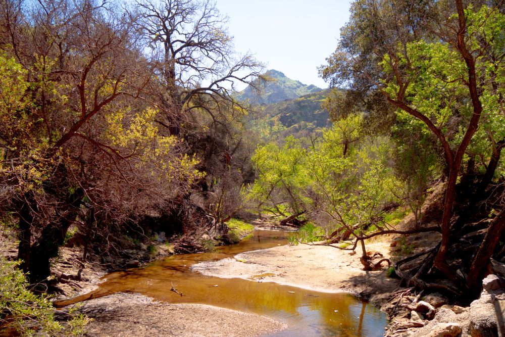 Nature at the Malibu Creek State Park